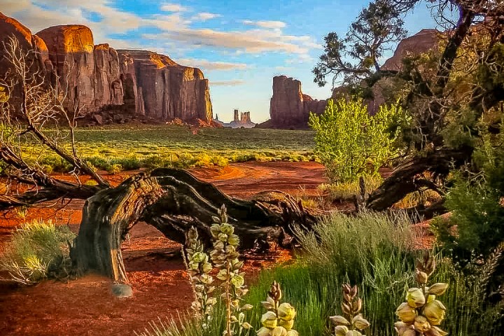 desert vegetation with mesas in the background