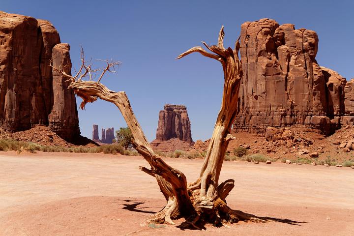 Desert dead juniper tree in front of North Window buttes