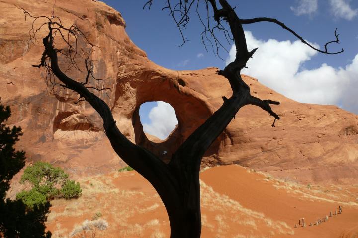 Juniper tree against Ear of the Wind arch